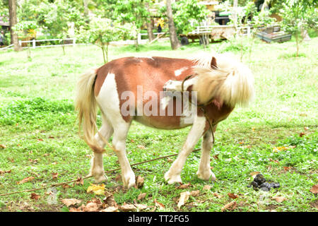 Die Schönheit der Orani, Bataan, Philippinen Stockfoto