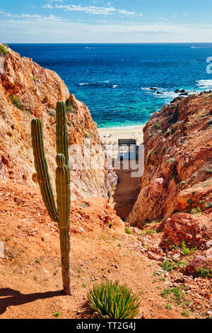 Hohe Betrachtungswinkel und der Strand mit einem Kaktus, Cabo San Lucas, Baja California Sur, Mexiko Stockfoto