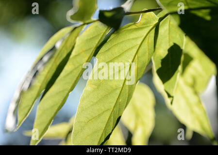 Ahorn Blätter Gegenlicht der Sonne im Sommer Tag close up Stockfoto