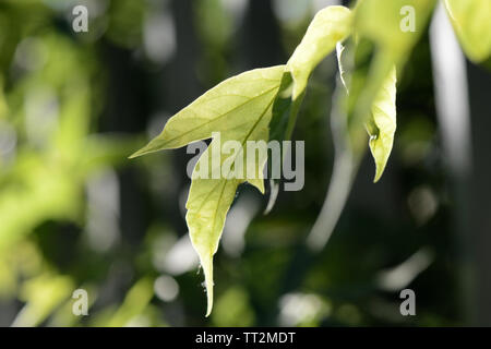 Ahorn Blätter Gegenlicht der Sonne im Sommer Tag close up Stockfoto