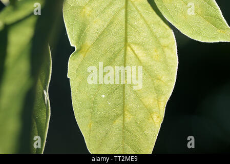 Ahorn Blätter Gegenlicht der Sonne im Sommer Tag close up Stockfoto