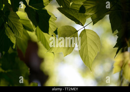 Ahorn Blätter Gegenlicht der Sonne im Sommer Tag close up Stockfoto