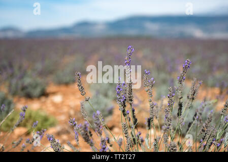 Nahaufnahme von Lila Lavendel Blumen Feld am Ende des Sommers, in der Provence, Frankreich. Stockfoto