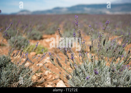 Nahaufnahme von Lila Lavendel Blumen Feld am Ende des Sommers, in der Provence, Frankreich. Stockfoto