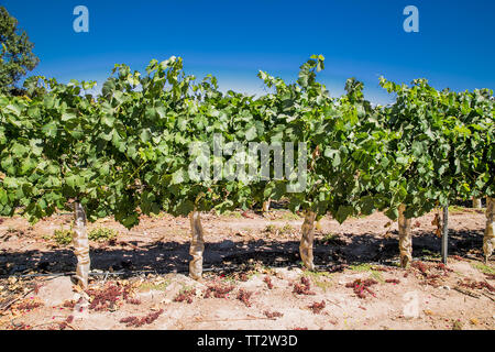 Felder der Weinberge in Weingut Vina Undurraga in Talagante, Zentralchile. Wachsenden Trauben für den industriellen Einsatz, machen Sie einen Wein. Stockfoto