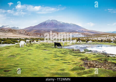 Lama im Eduardo Avaroa National Park in Bolivien. Stockfoto