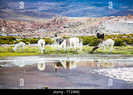 Lama im Eduardo Avaroa National Park in Bolivien. Stockfoto