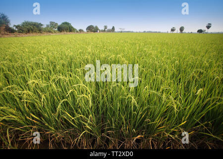 Ausgewachsene Reis. Reisfeld. Schmutz Straße Weg für die Steuerung der landwirtschaftlichen Fläche bereit zu ernten Reis in einem Reisfeld in tropischen Regionen Stockfoto