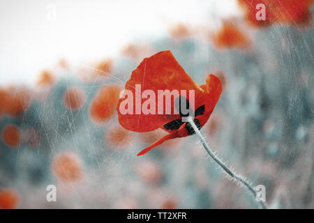 Mohn Blumen, im Freien Stockfoto