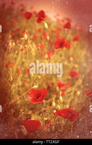 Mohn Blumen, im Freien Stockfoto