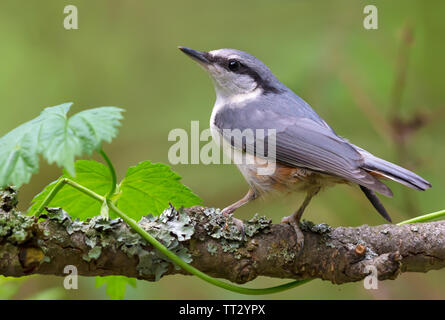 Eurasischen Kleiber schön drehen und gleichzeitig sitzt auf alten suchen Zweig Stockfoto