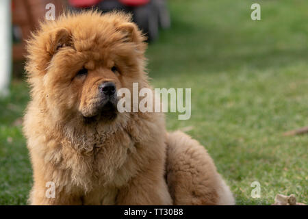 Chow Chow Welpen Stockfoto