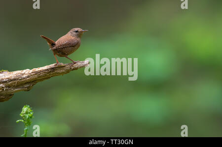 Minimalistische Eurasischen wren Einfache posiert ohne alles Stockfoto