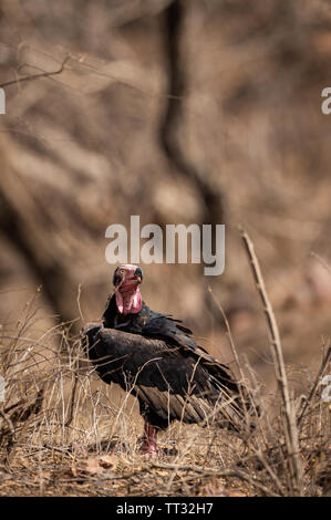 Rothaarige Geier oder sarcogyps Calvus oder pondicherry Geier Nahaufnahme mit Expression in Ranthambore Tiger Reserve Nationalpark, Rajasthan Stockfoto