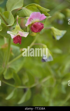 Blumen Der marrowfat Erbse in einem biologischen Gemüsegarten in Nijmegen in den Niederlanden Stockfoto