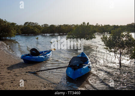 Kajaks im Mangrovenwald auf Sir Bani Yas Island, Vereinigte Arabische Emirate. Stockfoto