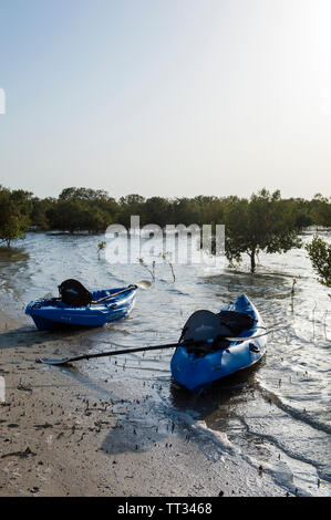 Kajaks im Mangrovenwald auf Sir Bani Yas, einer Insel im Persischen Golf, Vereinigte Arabische Emirate. Stockfoto