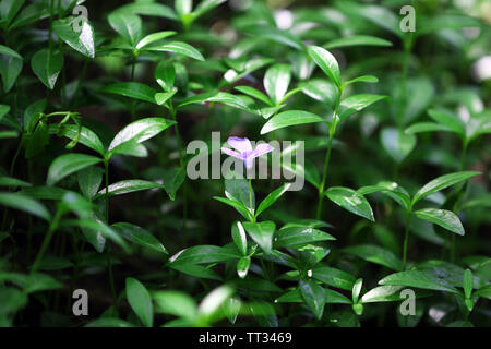 Frühling Pflanzen im Garten Stockfoto