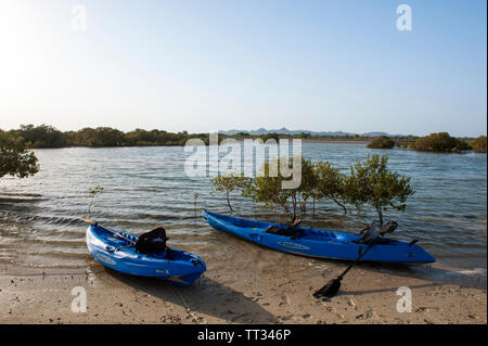 Kajaks im Mangrovenwald auf Sir Bani Yas, einer Insel im Persischen Golf, Vereinigte Arabische Emirate. Stockfoto