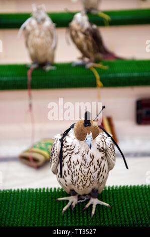 Falken warten auf einen medizinischen Check-up an der Abu Dhabi Falcon Hospital in Abu Dhabi, Vereinigte Arabische Emirate. Stockfoto