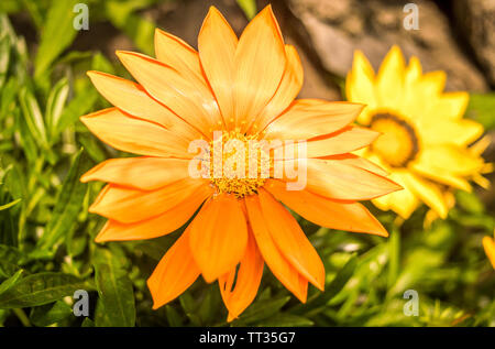 Deutsch Marigold Flower (Calendula officinalis), Pot marigold, genannt auch ruddles, gemeinsame Ringelblume oder Scotch Ringelblume wächst im Sonnenlicht Stockfoto