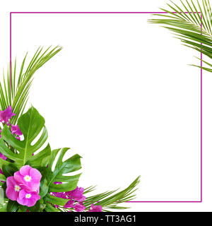 Catharanthus Blumen und Bougainvillea mit Palmenblättern in der Ecke tropischen Anordnung mit Rahmen isoliert auf Weiss. Ansicht von oben. Flach. Stockfoto