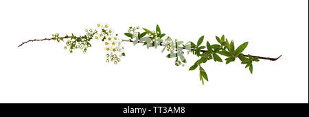 Feder Zweig des fabrikantenvilla Blumen und Blüten sowie deren Knospen, isoliert auf weißem Stockfoto