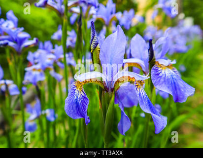 Blühende violett iris Blumen im Garten. Gartenarbeit Konzept. Blume Hintergrund Stockfoto