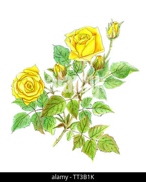 Bleistift und Kugelschreiber hand Zeichnung der schönen gelben Rosen auf weißem Hintergrund Stockfoto