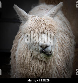 Woolly Llama mit lustigen Gesicht Stockfoto