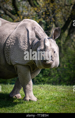 Schwarze Nashorn. Stockfoto