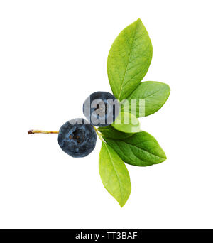 Blaubeeren mit grünen Blättern isoliert auf weißem Stockfoto