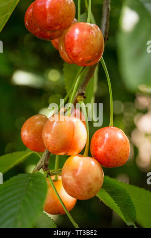 Kirschen hängen von einem Kirschbaum Zweig. Stockfoto