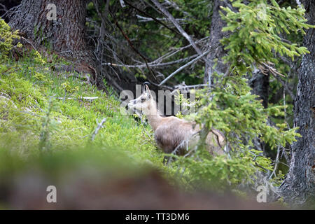 Ein erwachsener Chamois weiblichen im Wandel der Mantel im Sommer in den Bergen Stockfoto