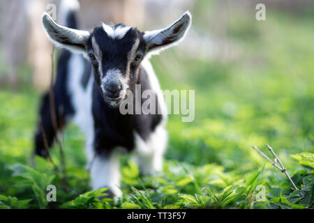 Wenig schöne junge goatling mit großen Ohren auf dem grünen Gras Hintergrund Stockfoto