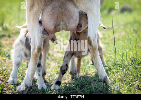 Zwei kleine Ziege goatlings, Saugen, trinken Milch von der Mutter Zitze, es ist der Pflege von seiner Mutter. Baby goat Kid nahezu voll Euter von m Stockfoto