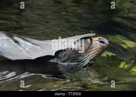 Eine glückliche amerikanische Fell Dichtung schwimmen im Wasser auf dem Rücken. Stockfoto