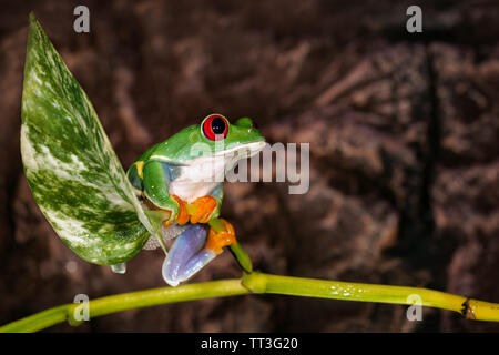 Red Eyed Tree Frog sitzen auf der Anlage Mast in das Terrarium Stockfoto