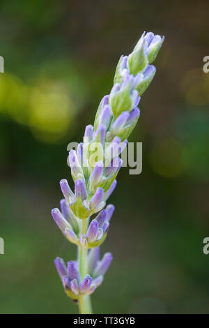 Kleine blaue Pflanze mit vielen Blumen, die in Nahaufnahme zu blühen Stockfoto