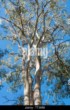 Ein Wald Red Gum (Eukalyptus Tereticornis) Baum an hallidays Punkt (schwarz Head Beach) auf der Mitte der Nordküste von NSW, Australien Stockfoto