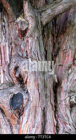 Baumstamm mit kallus, Wunde, und Rinde abschälen. Stockfoto