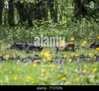 Schweine grasen in einer Wiese. Stockfoto