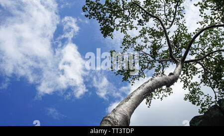 Eine Low Angle Shot eines jungen Banyan Tree mit blauem Himmel Hintergrund außerhalb der letzten Hauptstadt des Khmer-reiches - Angkor Thom. (Angkor Wat, Siem Re Stockfoto