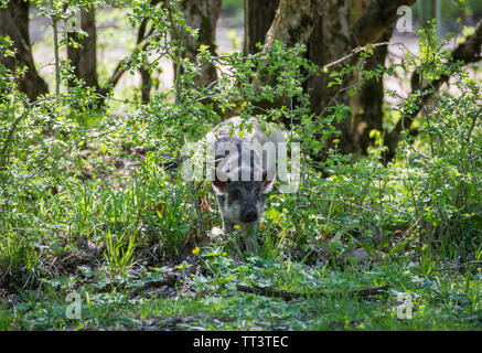 Sorgfältige behaarten Schwein kommt aus den Büschen. Stockfoto