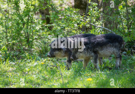 Zwei schwarze behaarte Ferkel Rasse der Mangalitsa. Stockfoto