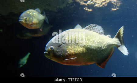 Piranha fischen, Körper mit glitzernden goldenen Schuppen bedeckt, im Aquarium unter Wasser. Stockfoto
