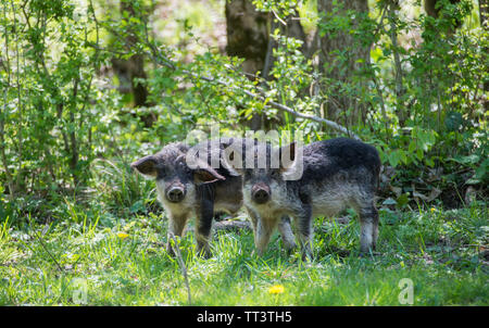 Zwei schwarze behaarte Schweine züchten Ungarischen Mangalica in die Kamera schaut. Russland. Stockfoto