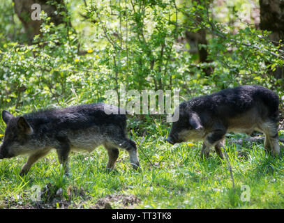 Zwei laufenden Schwarz haarige Schweine züchten Ungarischen Mangalica. Stockfoto