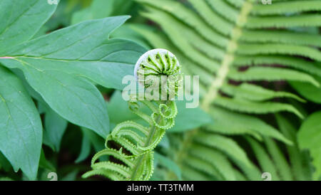 Nahaufnahme von fiddlehead, auch als fiddlehead Grün, die eingerollt Wedel eines jungen fern bekannt. Stockfoto