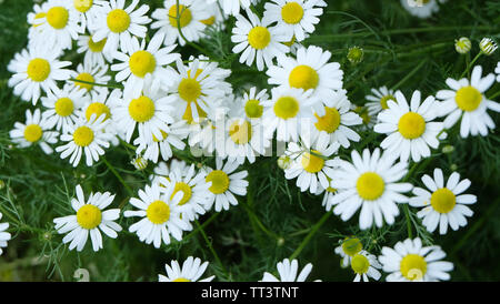 Weiß Kamille Blumen in voller Blüte in einem Park. Stockfoto